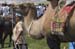 zBulganNaadamCamels